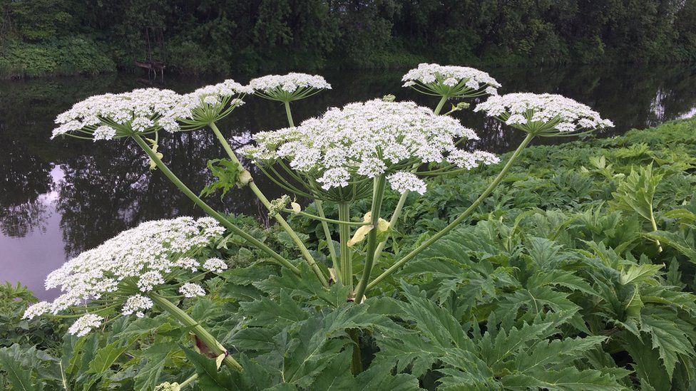 cay giant hogweed 11
