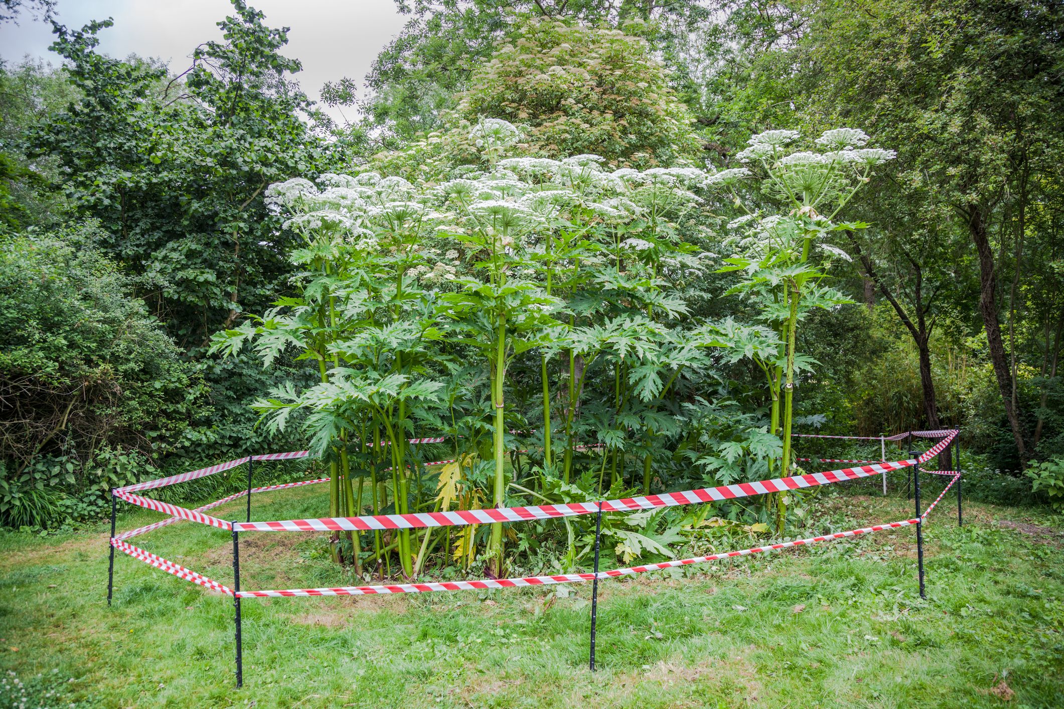 cay giant hogweed 9