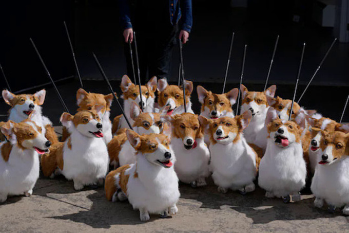 cho corgi gay sot 1