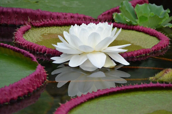 hoa sung lon nhat the gioi 1