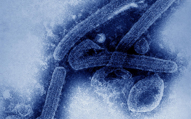 virus moi ebola