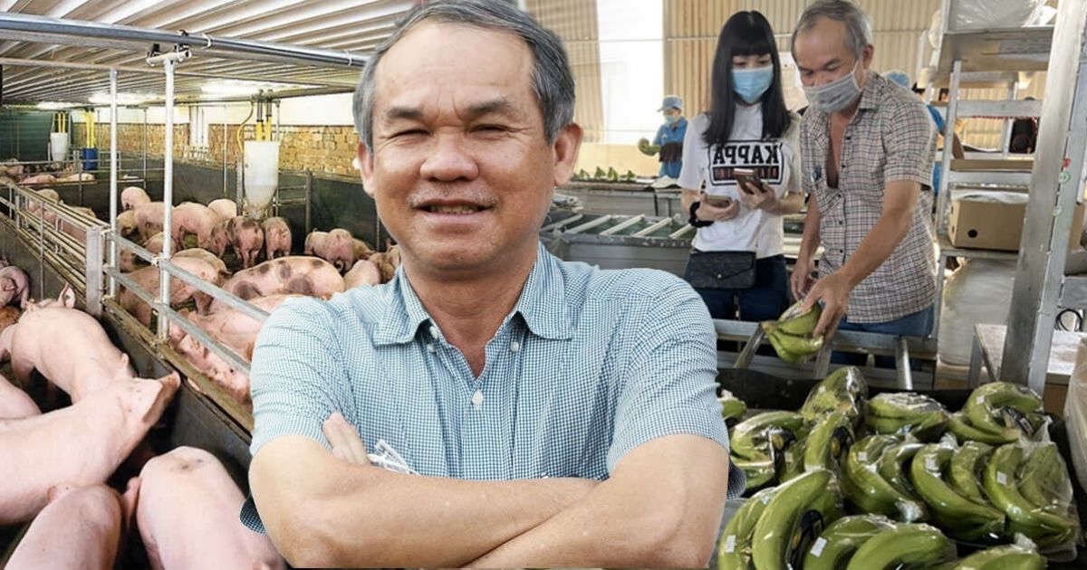 bau duc trong chuoi nuoi heo