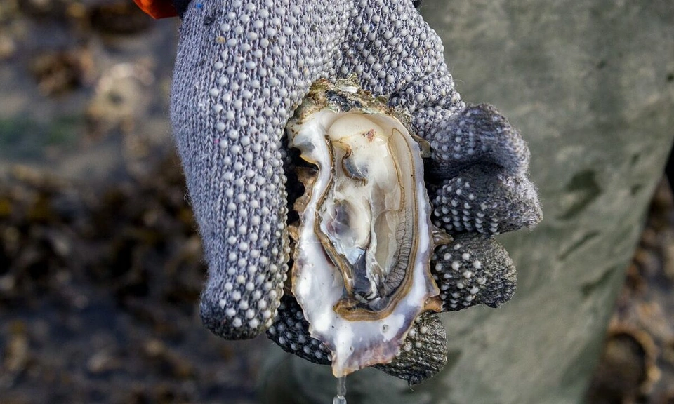 hau Ostrea Edulis dan mach 1