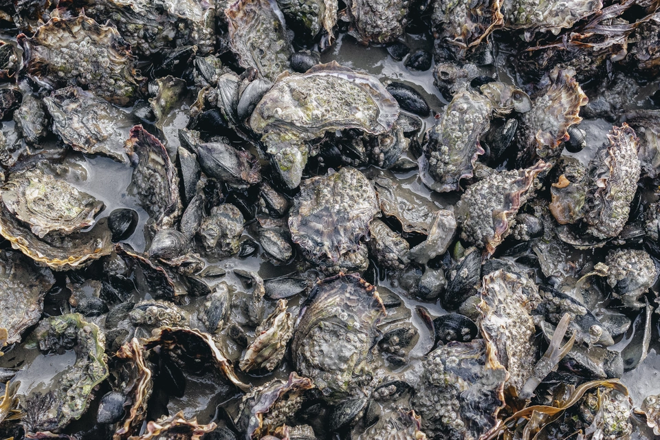 hau Ostrea Edulis dan mach 1