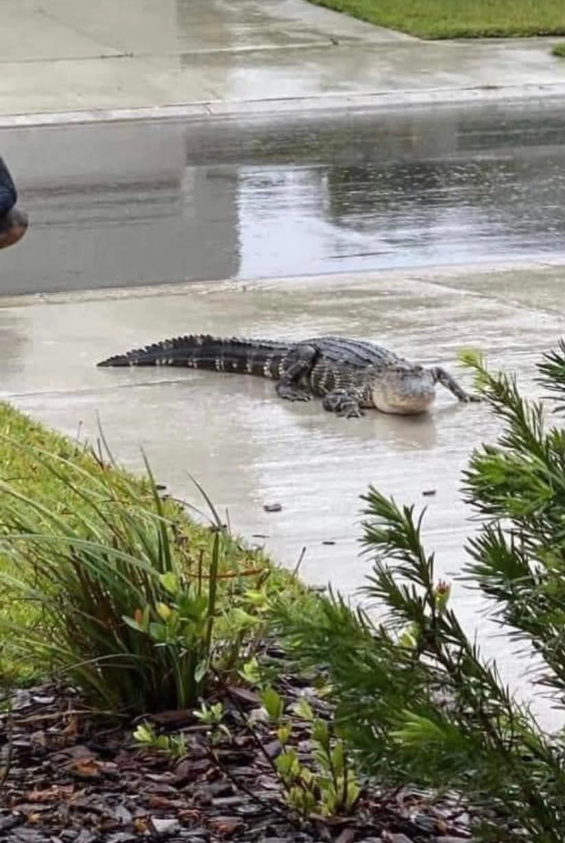 bao ian o florida 0