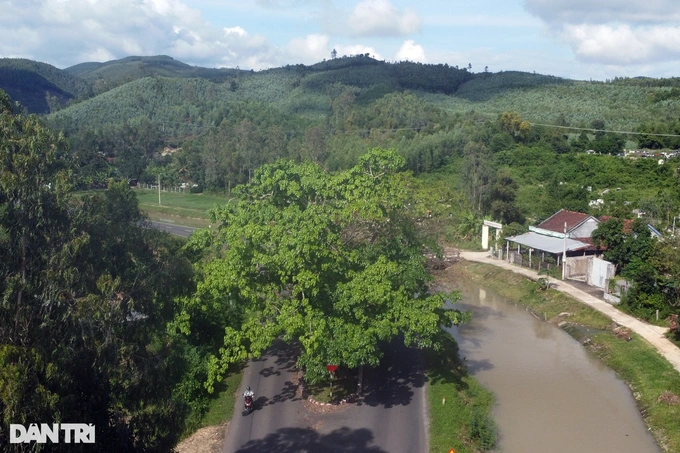 3 cay sop o phu yen 1