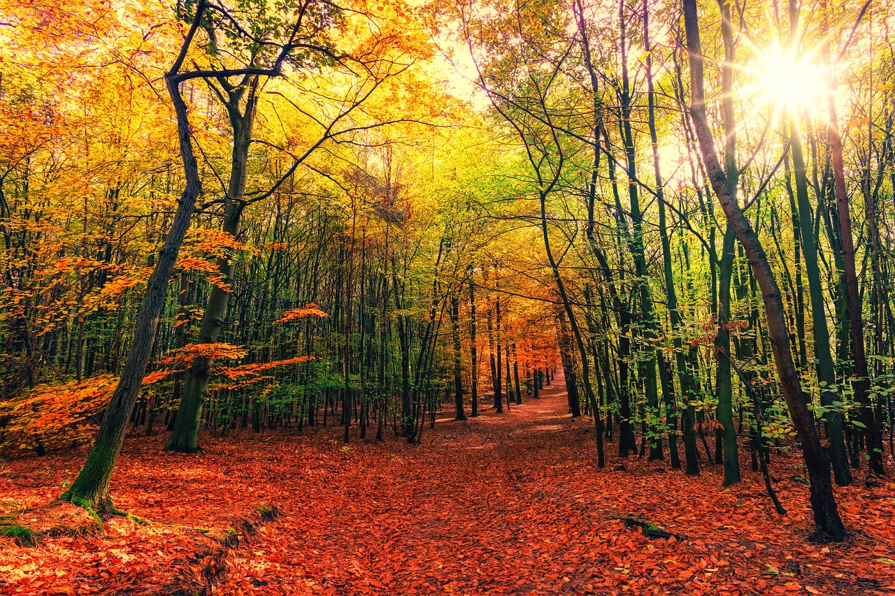 Delamere Forest