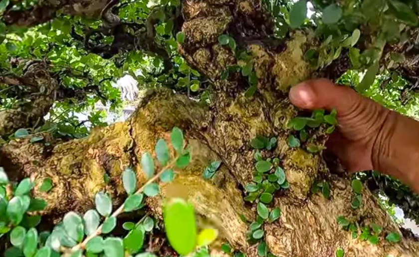 bi thu tinh dong nai 1