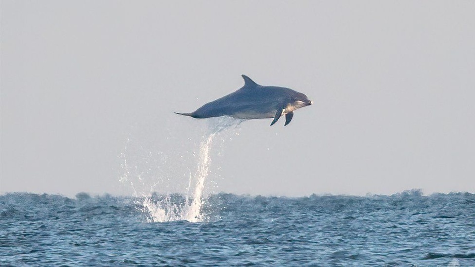 ca heo bay 1