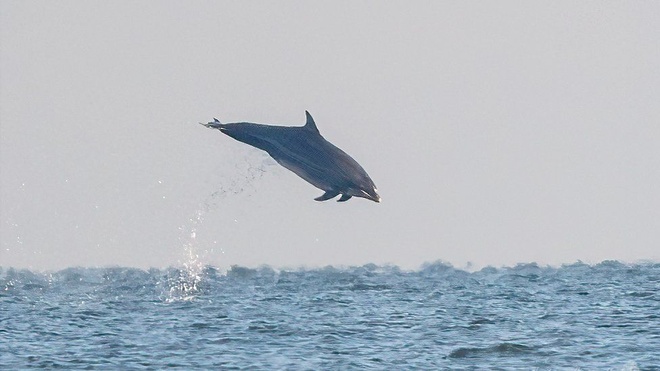 ca heo bay 1