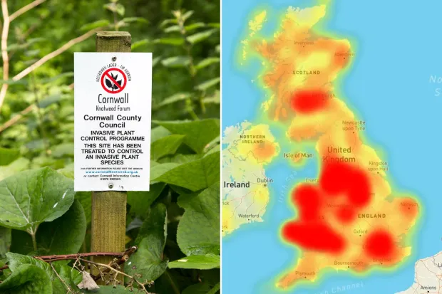 cay japanese knotweed 1