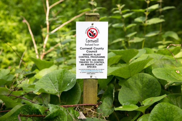 cay japanese knotweed 1
