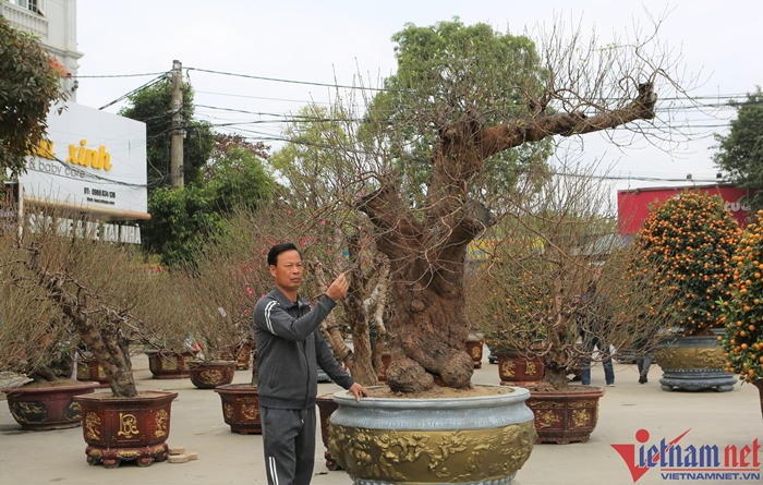 dao thanh hoa 1