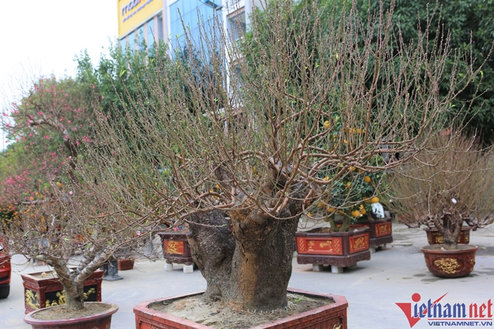 dao thanh hoa 1