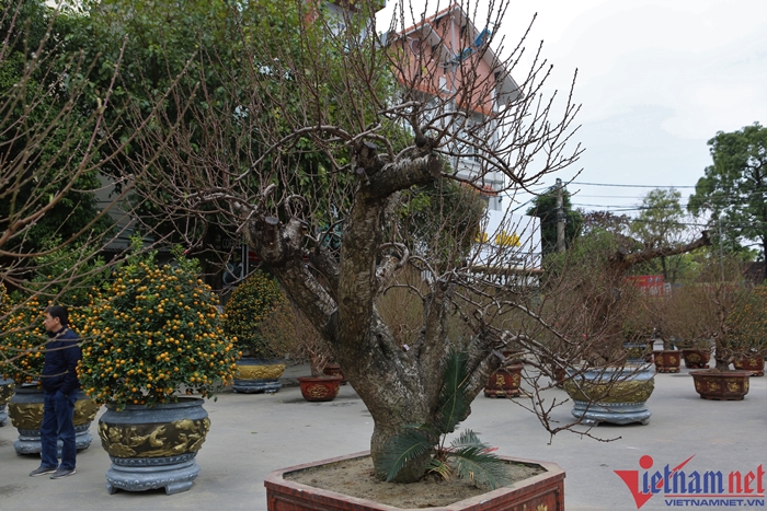 dao thanh hoa 1
