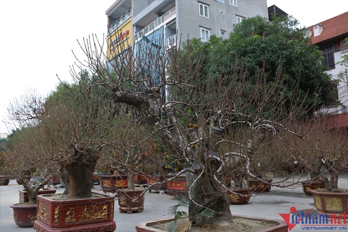 dao thanh hoa 1