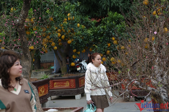 dao thanh hoa 1