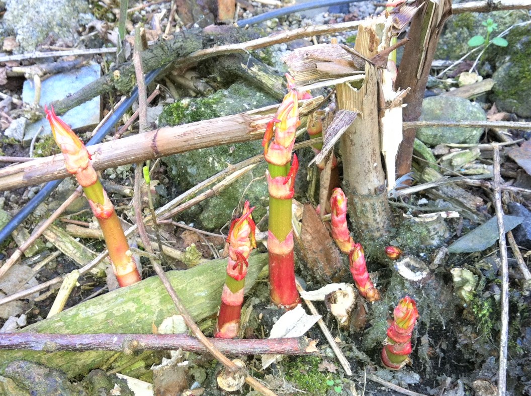 japanese knotweed