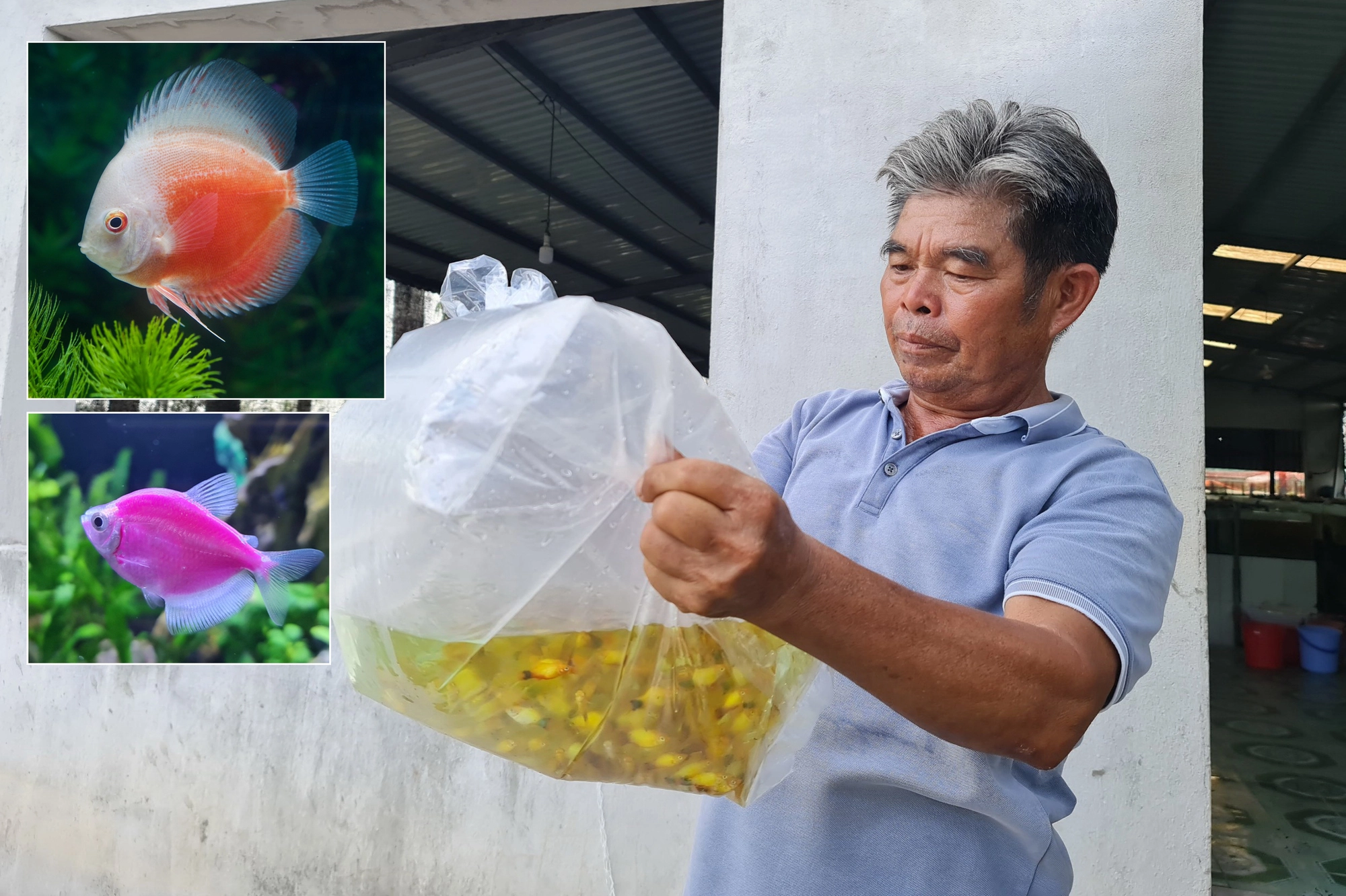 ca viet xuat khau 1