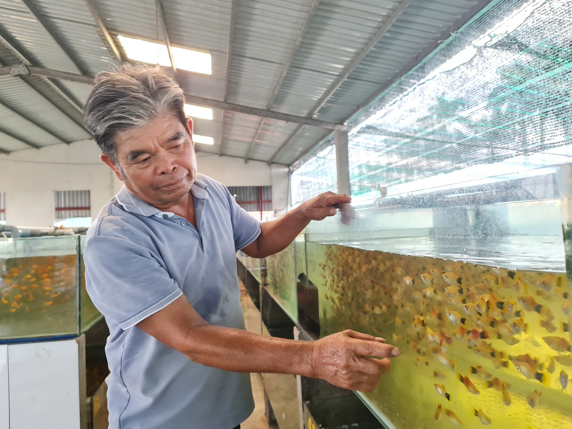 ca viet xuat khau 1