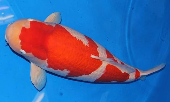 ca koi 41 ti 1