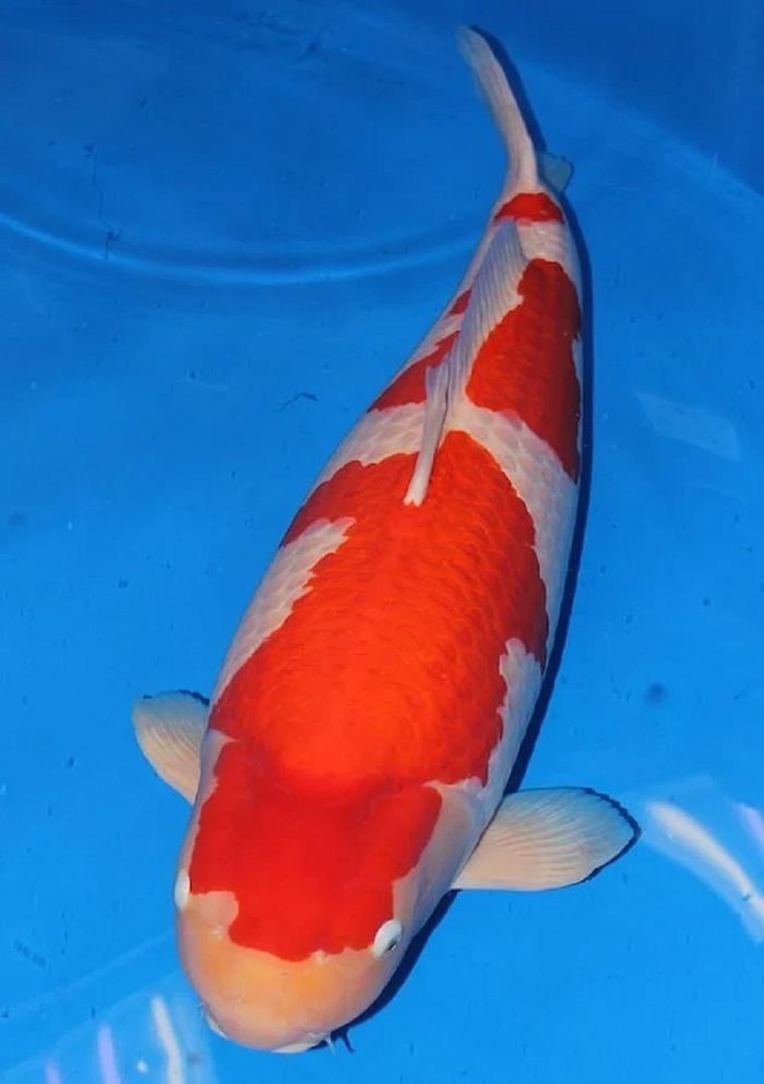 ca koi 41 ti 1