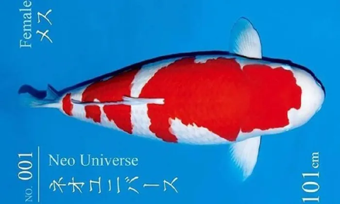 ca koi 41 ti 1