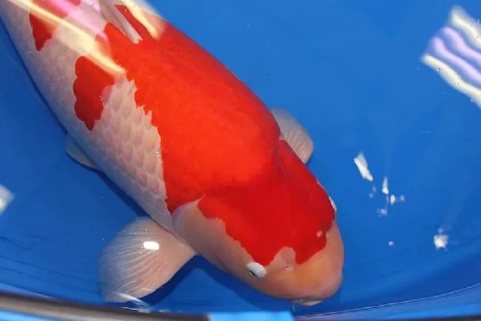 ca koi 41 ti 1