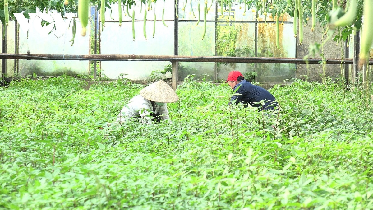 nguoi viet o sec 1