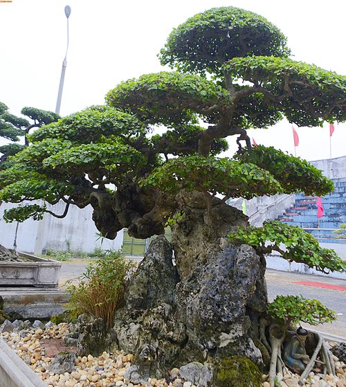 cay duoi long dan phuong vu vinh phuc 1