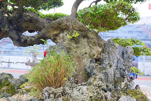 cay duoi long dan phuong vu vinh phuc 1