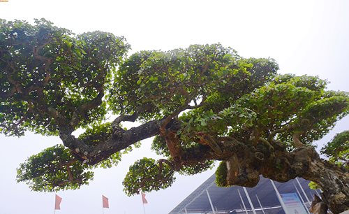 cay duoi long dan phuong vu vinh phuc 1