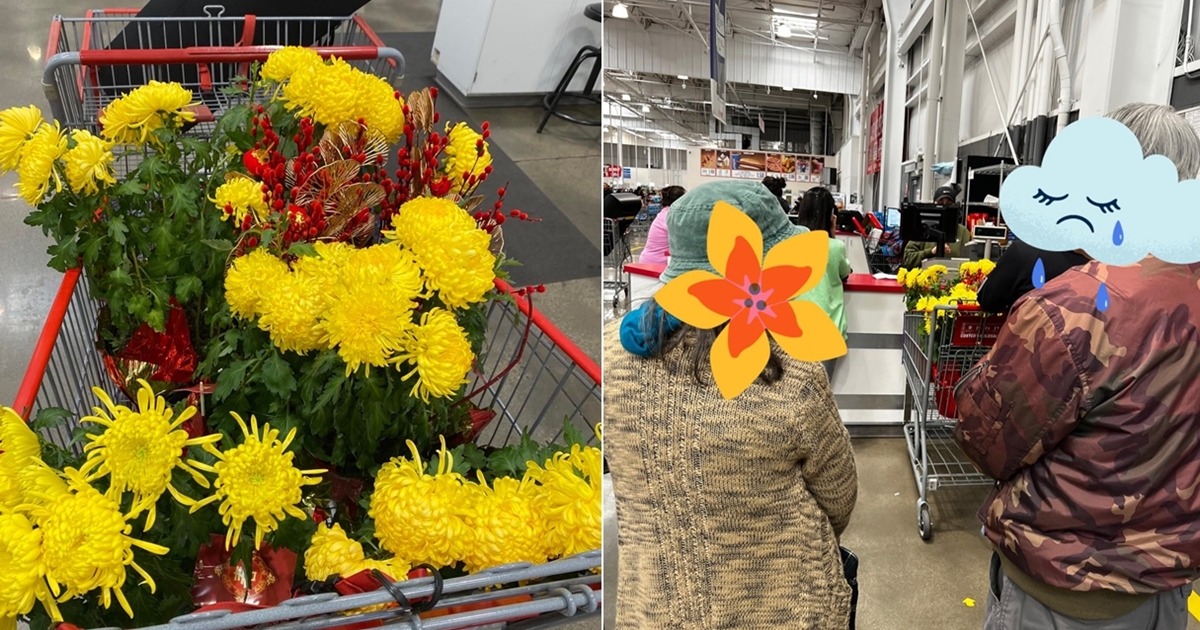 hoa cuc dem tra costco horz