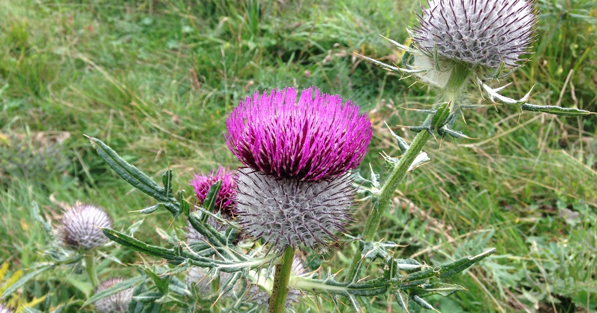 cay spear thistle 1