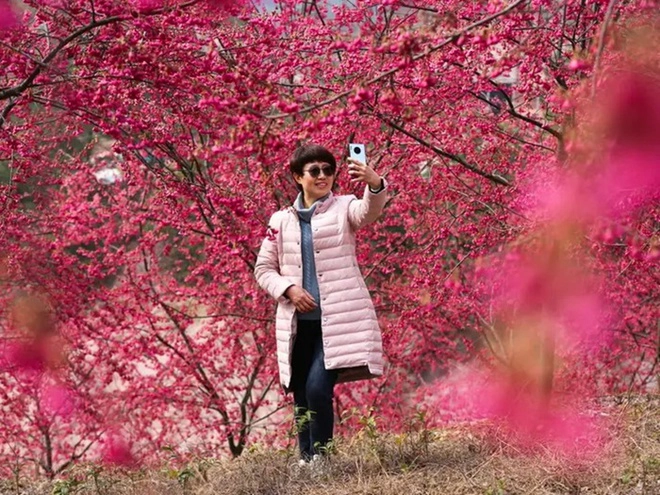 hoa anh dao no khap the gioi 1