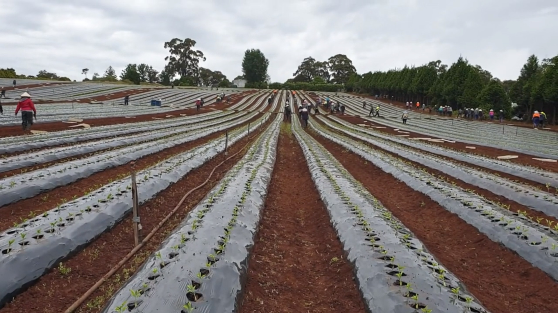 nghe lam farm o uc 1