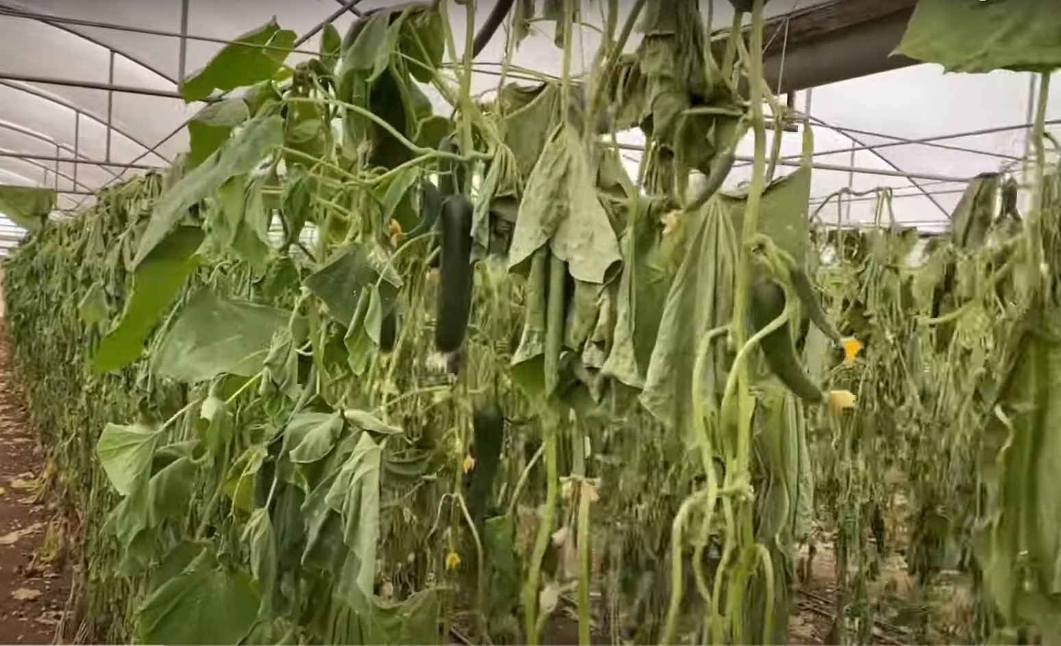 nghe lam farm o uc 1