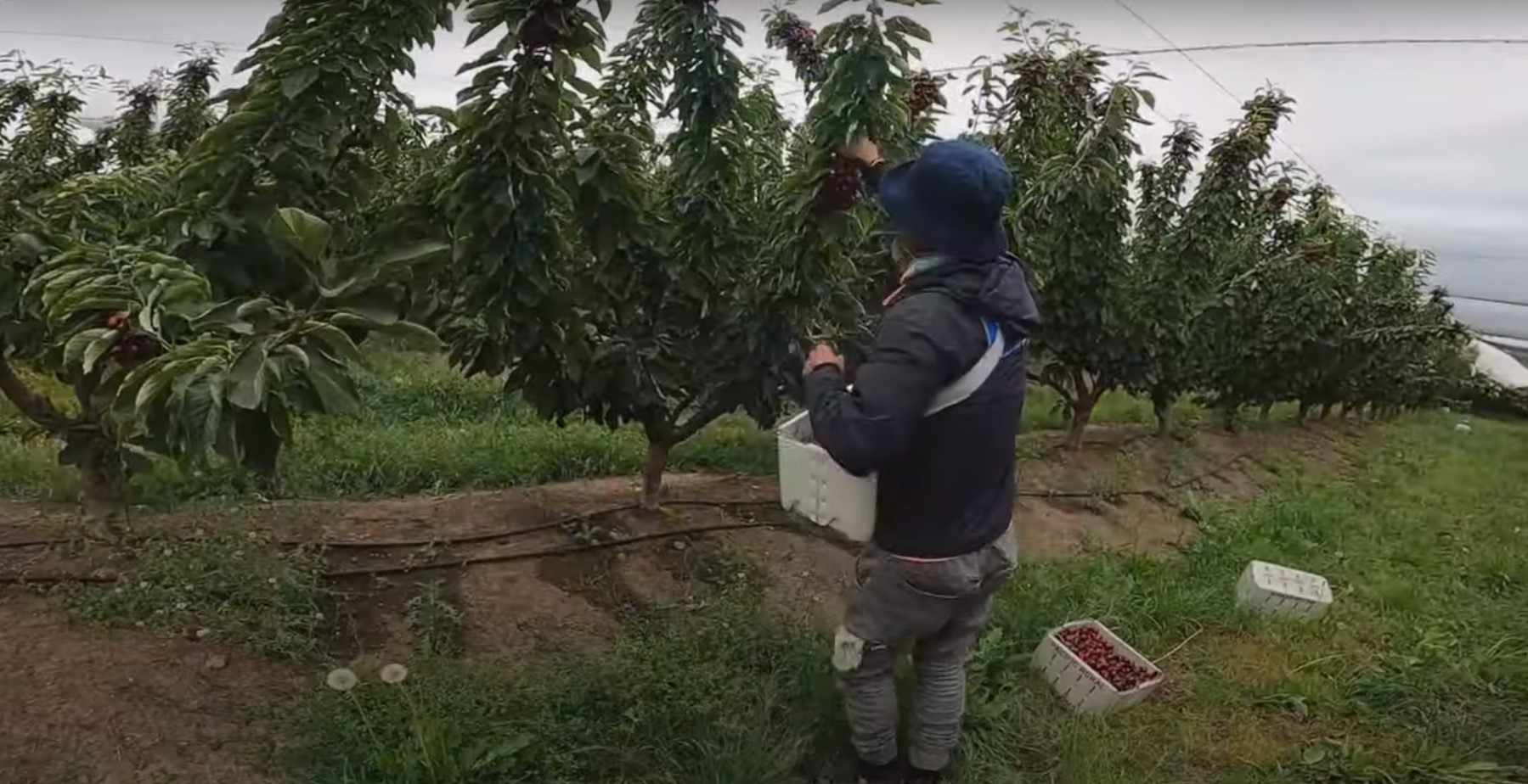 nghe lam farm o uc 1