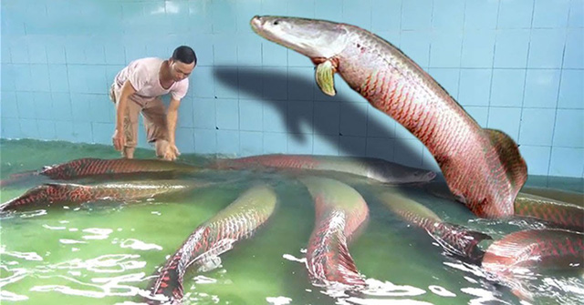 nuoi ca hai tuong