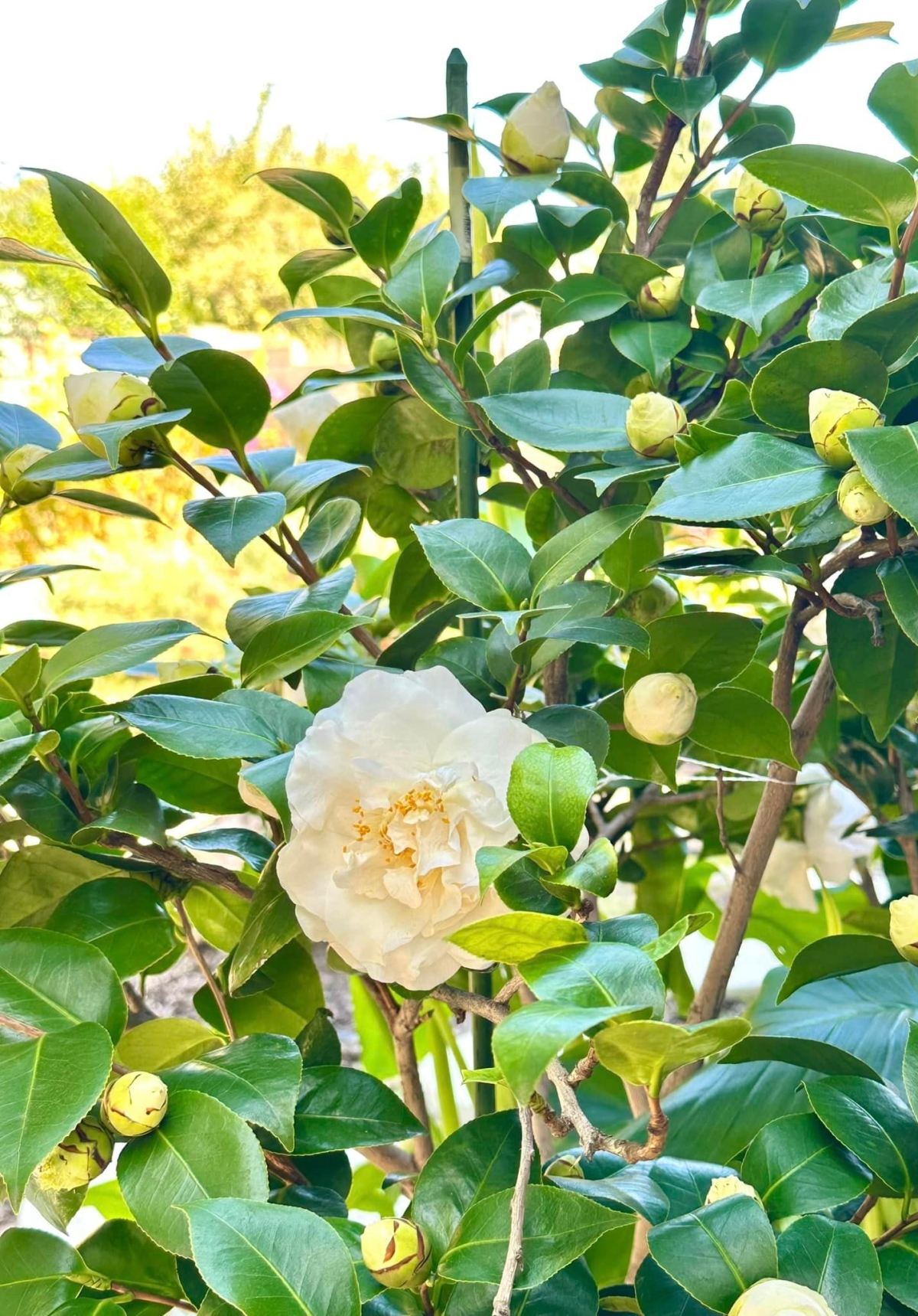 biet thu hong dao 1