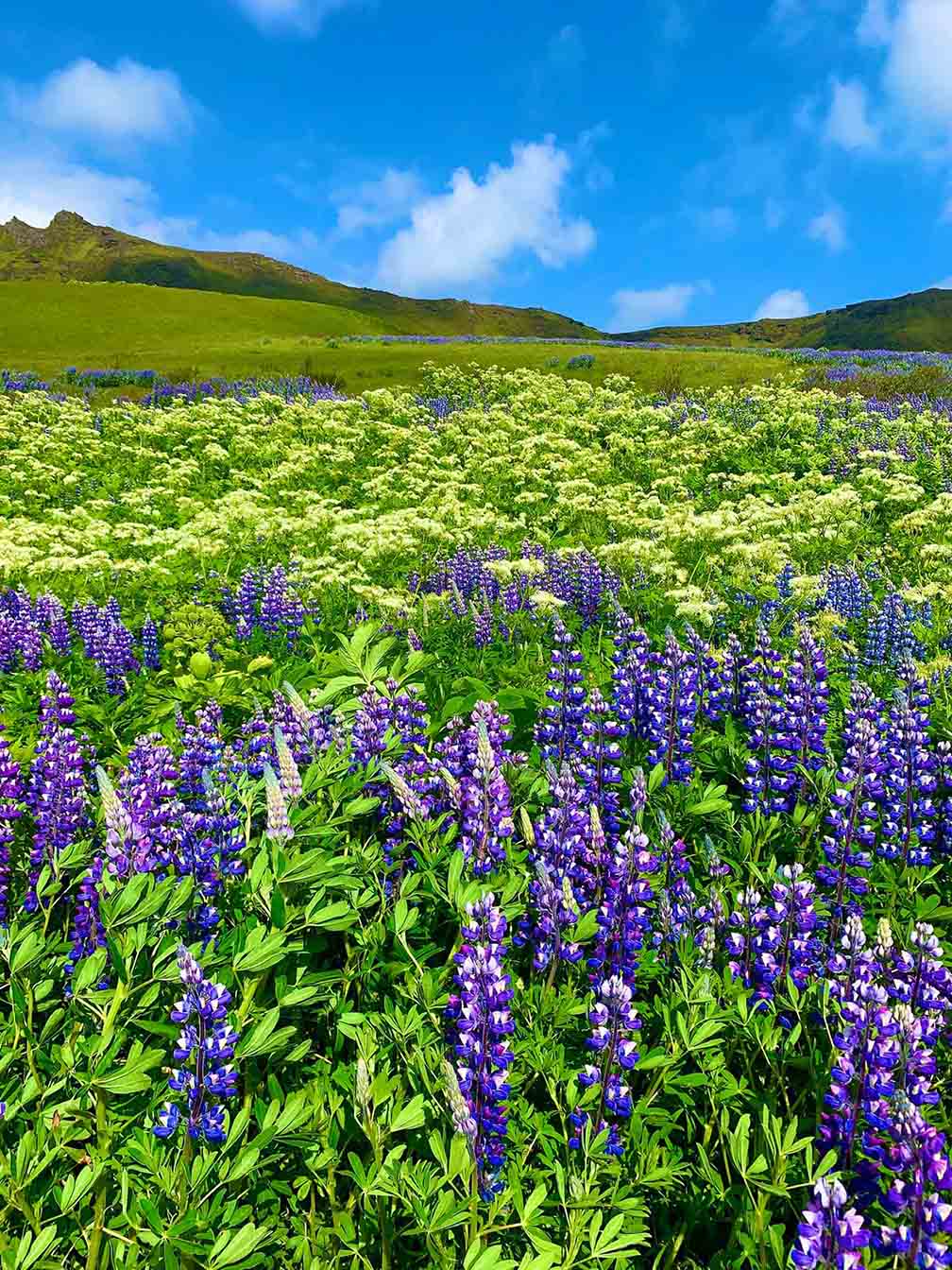 du lich iceland 1