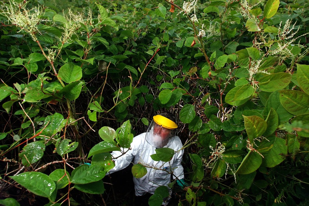 cay Japanese Knotweed cot khi cu 1