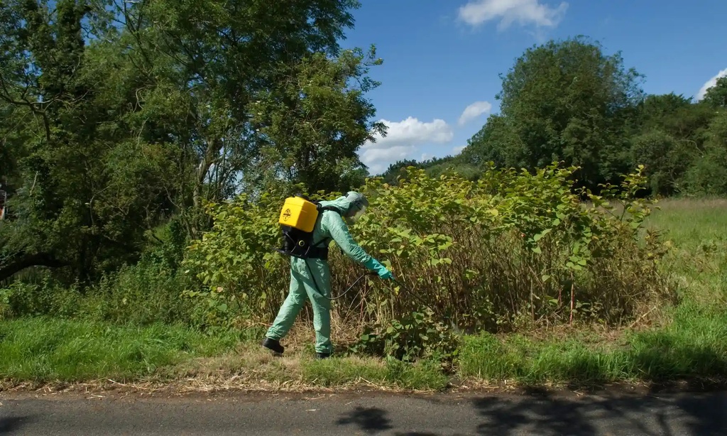 cay Japanese Knotweed cot khi cu 1