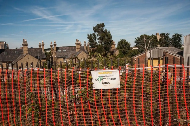 cay Japanese Knotweed cot khi cu 1