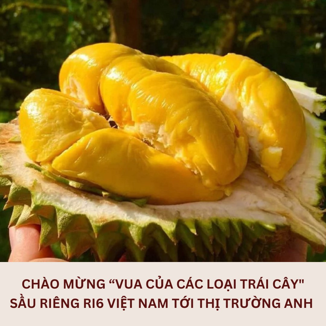 sau rieng sieu thi anh 1
