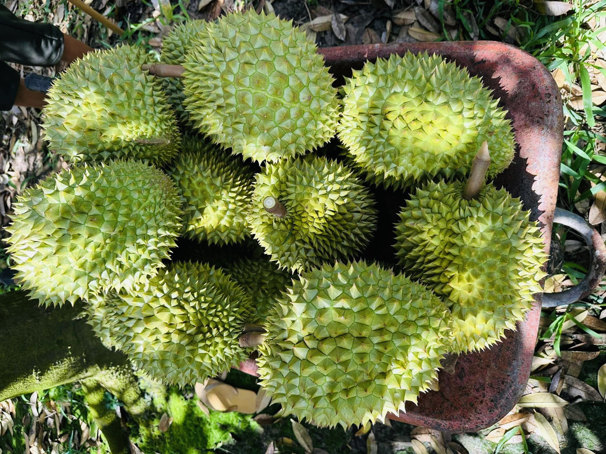 sau rieng sieu thi anh 1