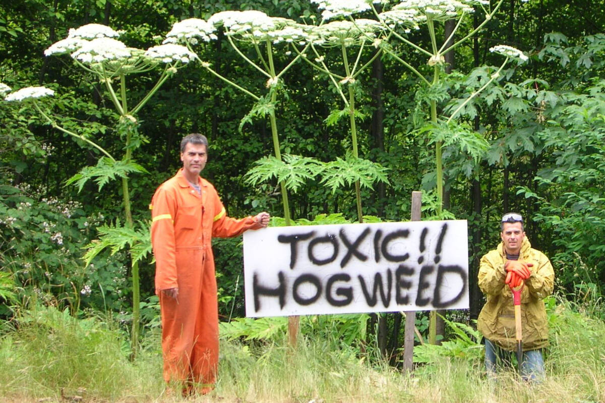 Giant Hogweed 1