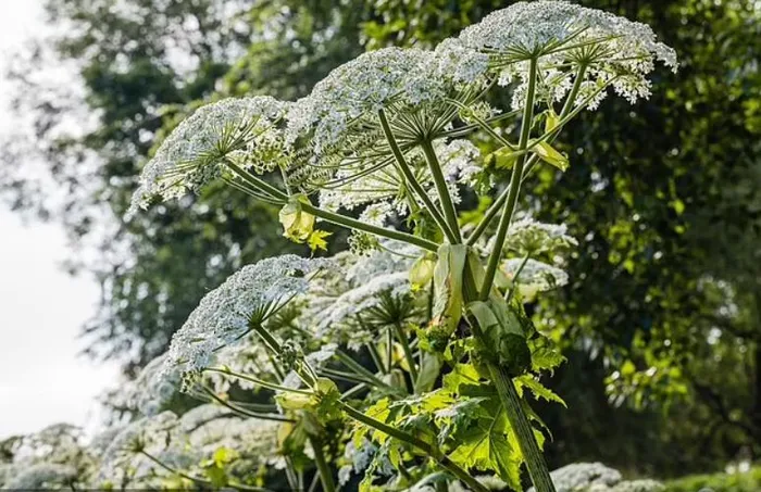 Giant Hogweed 1