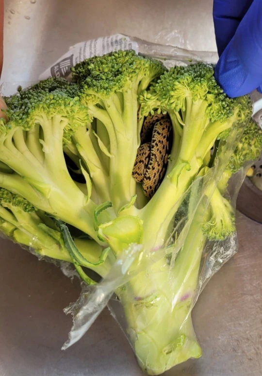 ran bong cai xanh 1