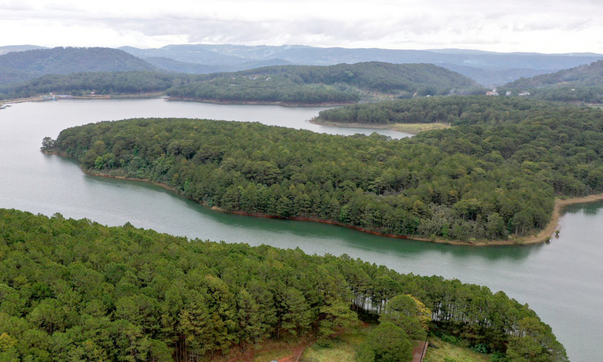 rung thong da lat